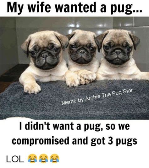 7 best Pugs memes images on Pinterest | Animales, Doggies and Funny animal