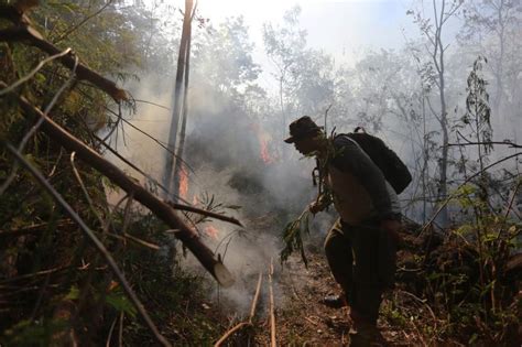 131 Hektare Hutan TNGC Terbakar Diduga Akibat Faktor Manusia