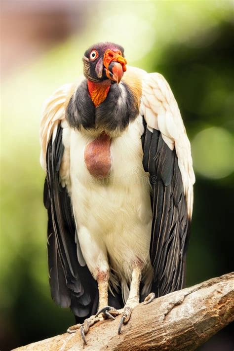 King Vulture Perched On Branch Stock Photo Image Of Crest Carnivore