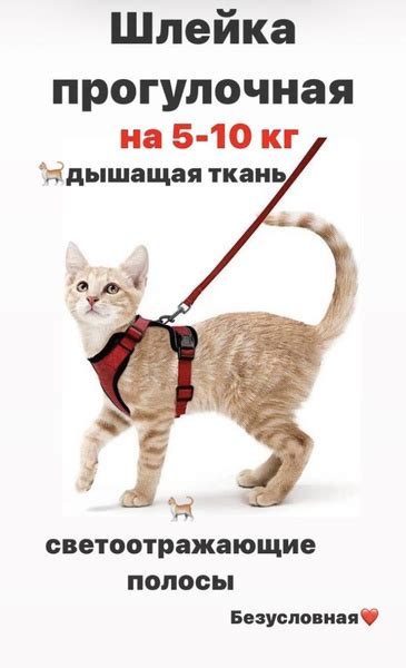 Шлейка для кошек и собак; поводок для котят и собак светоотражающий ...