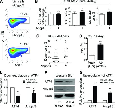 Restorative Effect Of Angptl3 On Functional Deficiency Of HSCs From The