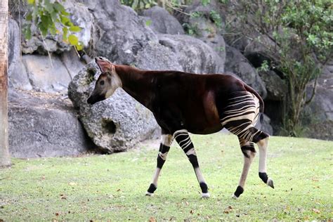 Top 20 Des Animaux Hybrides Incroyables