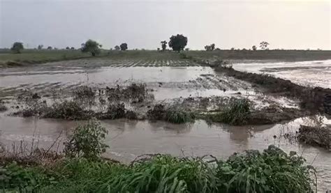 Farmer News Crop Loss Due To Heavy Rain In Vidarbha Farmers Await For