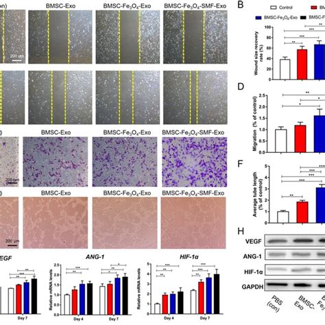 Magnetic Stimulation Enhances The Angiogenic Effect Of Exosomes In