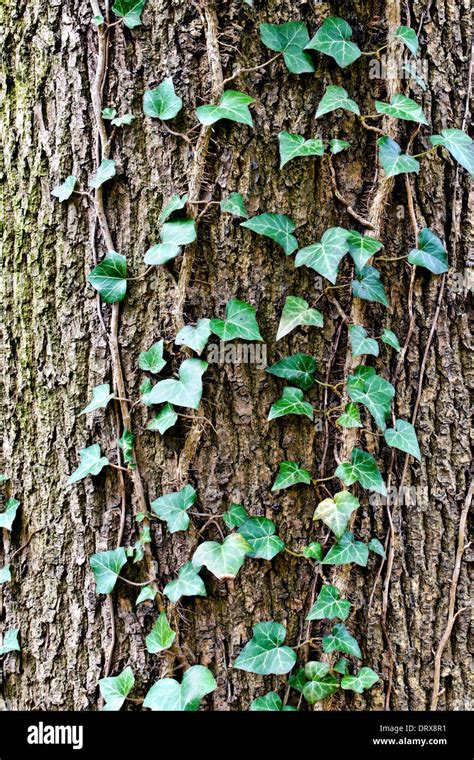 Ivy Ordinarias O Ivy Escalada Lat Hedera Helix Los Vientos En El