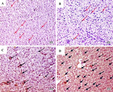 Representative photomicrograph of immunohistochemical of hepatic PPAR γ