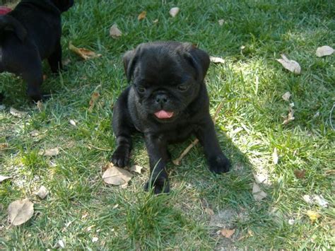 Masse's Pudgy Pugs - AKC Registered Pugs Puppies Breeding Available ...