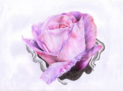 Dew Drop On Rose Drawing Tattoo Best Tattoo Ideas Gallery Rose