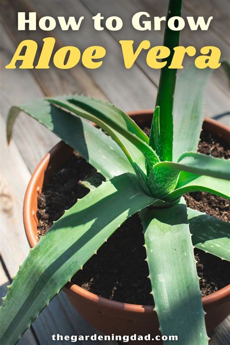 How To Grow Aloe Vera