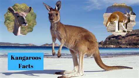 Amazing Facts About Kangaroos YouTube