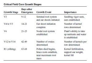 Critical Corn Growth Stages Knox County Agricultural News