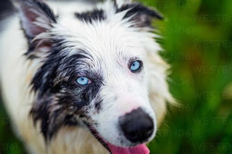 Head portrait of a border collie (blue merle) with blue eyes lying in ...