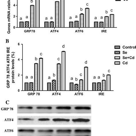 The Levels Of Er Stress Related Genes Grp78 Atf4 Atf6 And Ire A