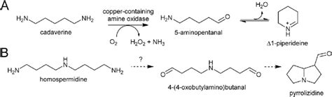 Scheme 10 Polyamine Oxidation Steps A Oxidative Deamination Of Download Scientific Diagram