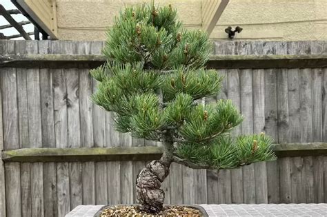 White Pine Bonsai A Timeless Beauty For Your Garden