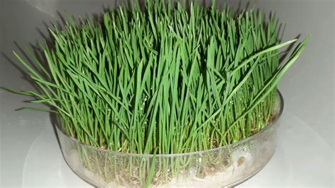 Микрозелень Пшеницы на Витграсс MicroGreen.fun - YouTube