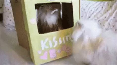 Cats Angry GIF - Cats Angry Fight - Discover & Share GIFs