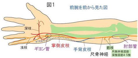 肘部管症候群とギヨン管症候群 やまだカイロプラクティック・鍼灸院ホーム ページ