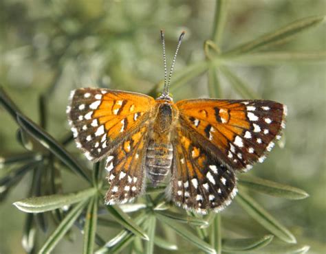 20 Most Endangered Butterfly Species - Insectic