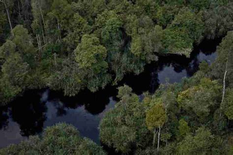 Hutan Rawa Gambut Alamendahs Blog