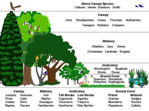 Canopy Layer Diagram