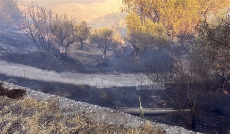 Emergenza Incendi Le Fiamme Devastano Ardore Superiore Foto E Video