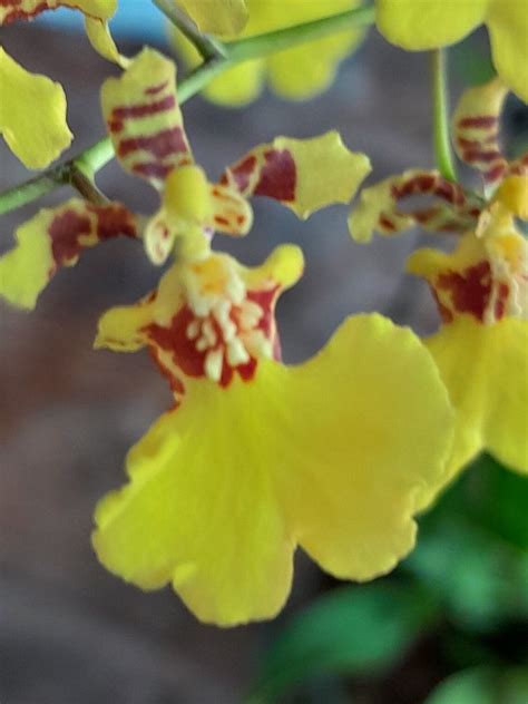 Oncidium Orchid Orchideen