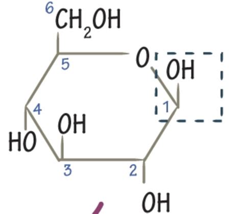 Biochem Exam Flashcards Quizlet