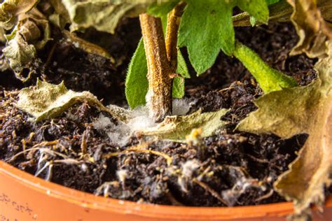 Cómo eliminar el moho blanco en la tierra de las plantas Mejor con Salud