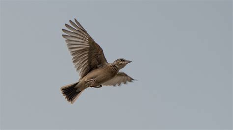 The Flying Shoot Of Crested Lark