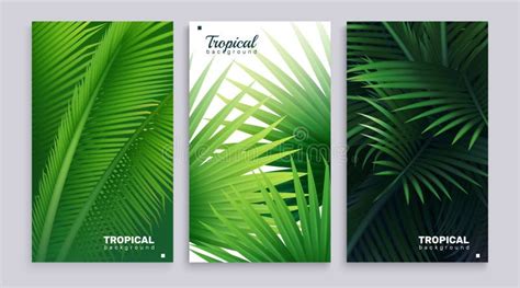 Realistic Palm Tree Cards Set Stock Illustration - Illustration of card ...