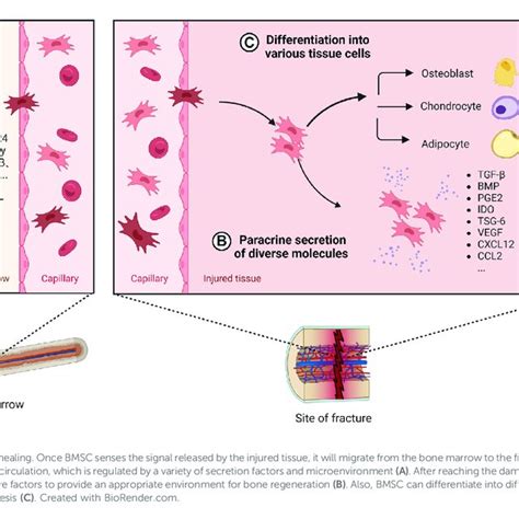 Paracrine Secretion In The Crosstalk Between Macrophages And BMSCs