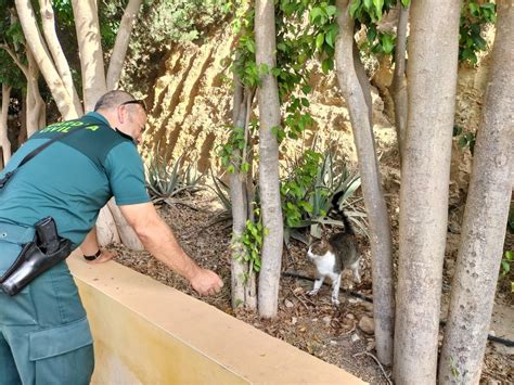 El Seprona Investiga El Envenenamiento De Varios Gatos En Almerimar