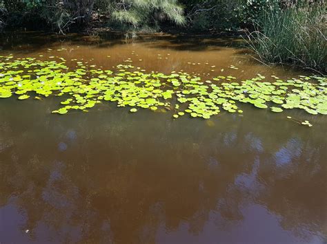 Everglades Explorer Noosa Everglades Tour Noosa Sunshine Coast