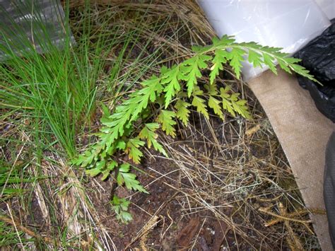 Central African Plants A Photo Guide Asplenium Aethiopicum Burm F