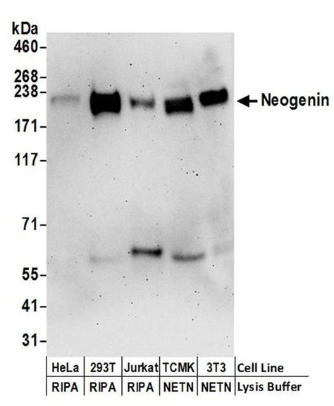 Neogenin Polyclonal Antibody A304 399a