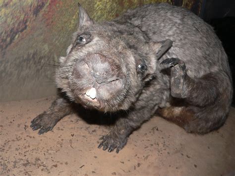 P There Are About Northern Hairy Nosed Wombats L Flickr