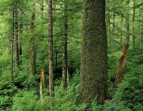 Alaska Old Growth Sitka Spruce Tree In Tongass National