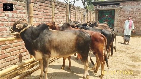 ৯৪২৩ সস্তায় প্রচুর চাহিদার কুরবানীর দাঁতালো দেশাল জাতের ষাঁড় গরু