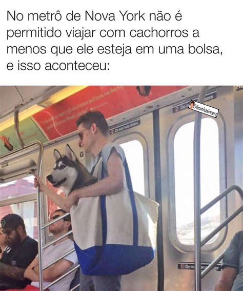 No Metr De Nova York N O Permitido Viajar Cachorros A Menos Que