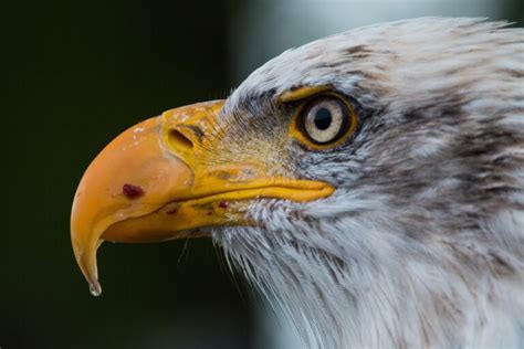 Amazing Facts About Bald Eagles Chirp Nature Center