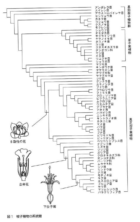 高校生物：系統と分類