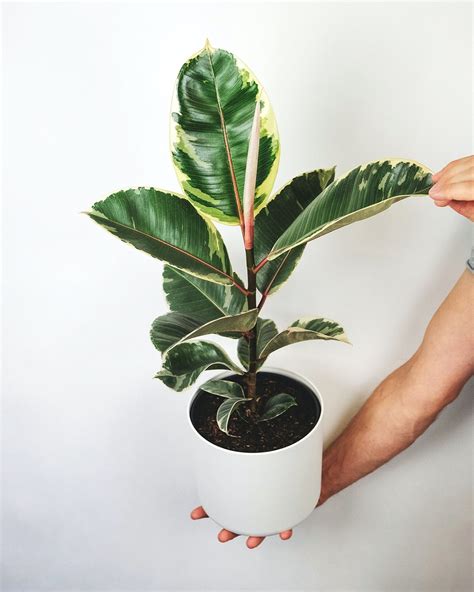 Ficus Una Planta Fácil De Tener En Casa Todos Los Tipos Y Cuidados