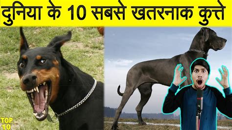 दुनिया के 10 सबसे खतरनाक कुत्ते की नस्ल Top 10 Most Dangerous Dogs