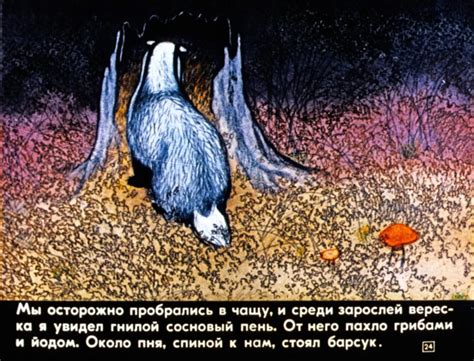 Барсучий Нос Рисунок (55 Фото)
