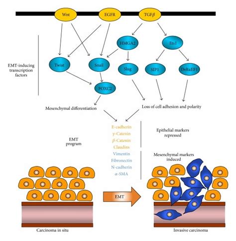 Smad Dependent And Independent Tgfβ Pathways Active Tgfβ Ligands