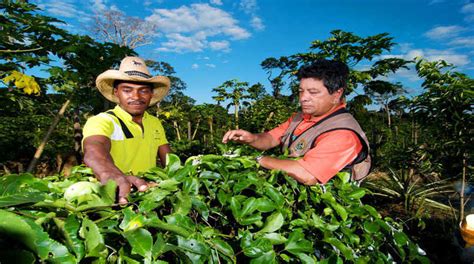 Agricultor familiar já pode usar bônus do programa de garantia de