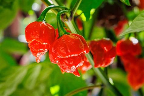 All About The Trinidad Scorpion Pepper Minneopa Orchards