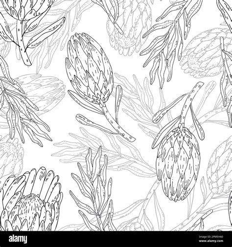 Hand Drawn Seamless Pattern Line Art Flowers Protea Stock Vector Image