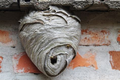 Photos pour différencier guêpes abeilles frelons et bourdons